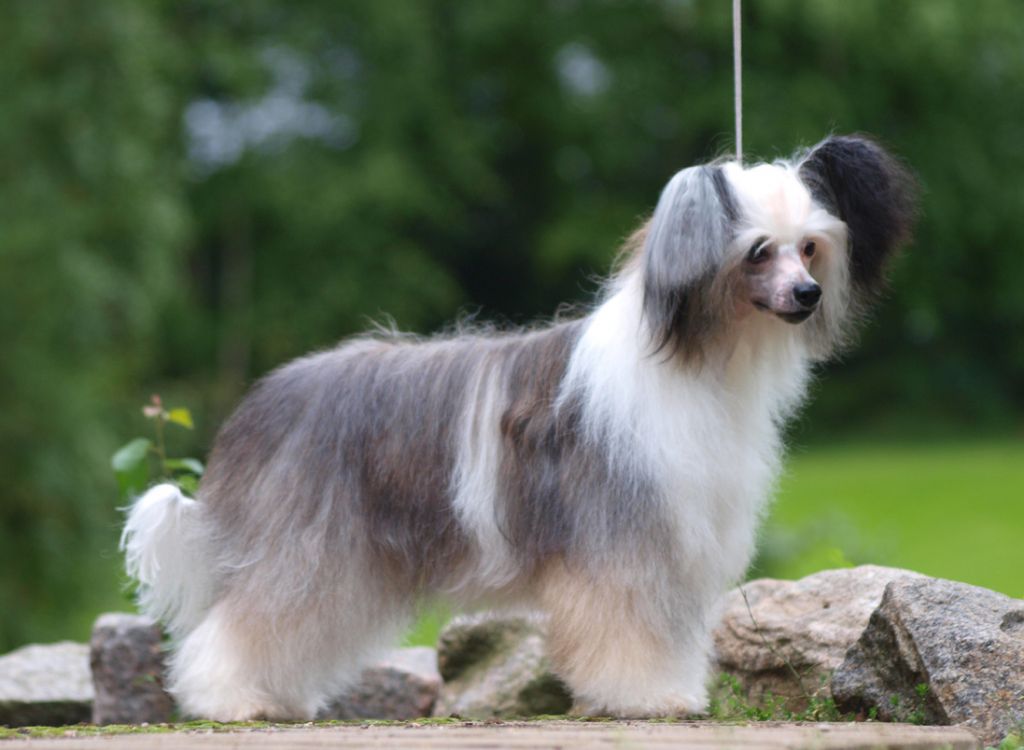 Danchester's Arrow Of Love