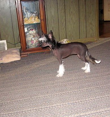 Tapscott's Ebony and Ivory