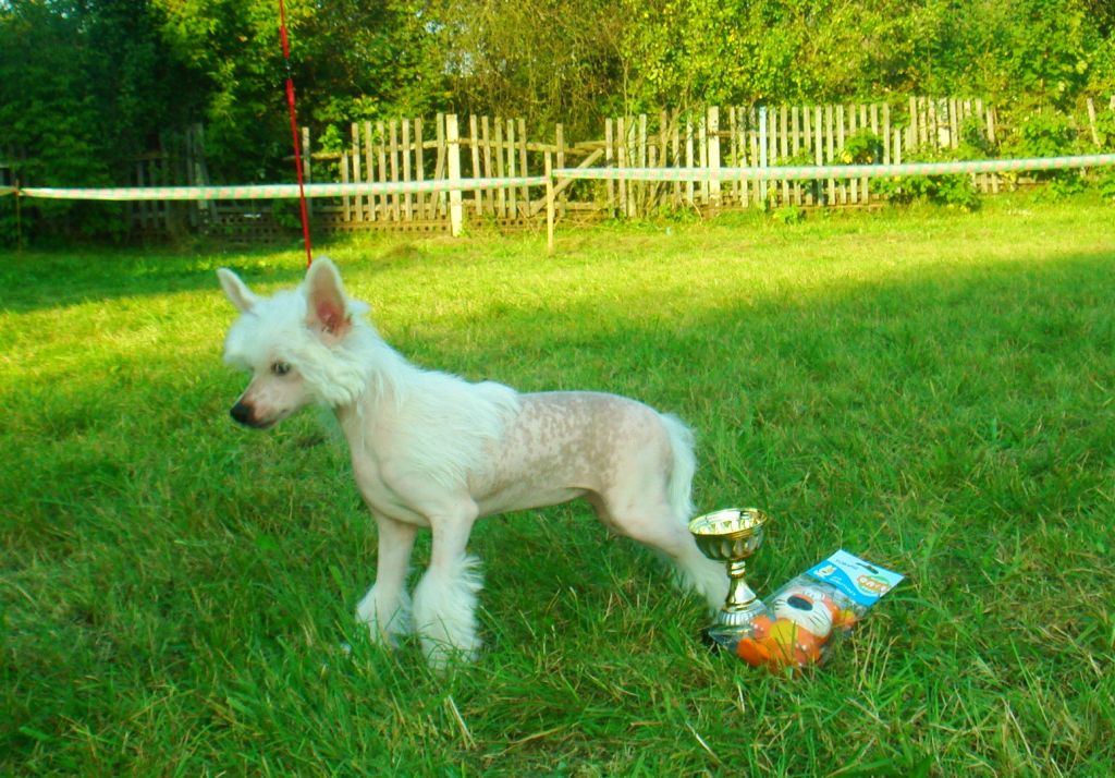 Kora Vencedora  Bonus Westtai