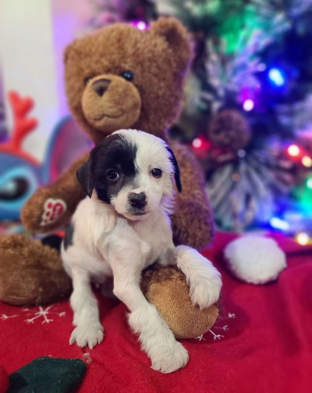 Long Haul's The Great High One, Denali