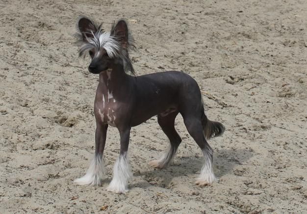 Le Zed Top Model De Rama