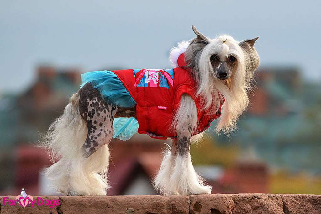 Zlato Dinastii Pandora