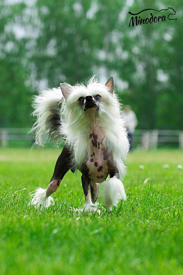 Intriga Game Minodora