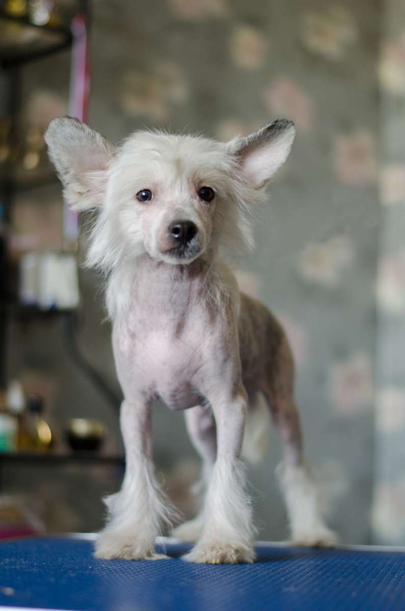 Tsarista Celebrity Right