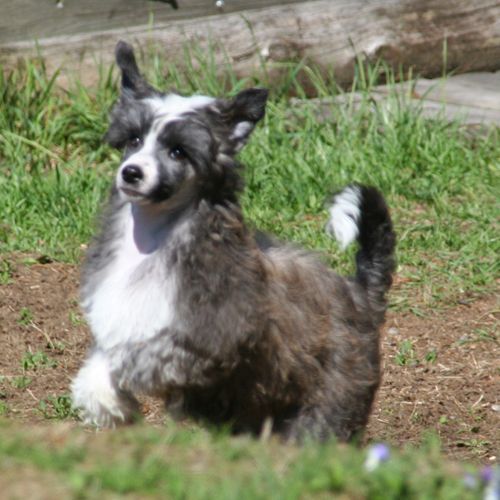 K9Madness Bare Bamsemoms