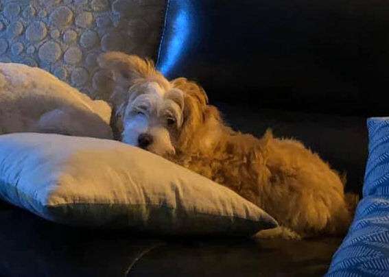 Redboy Little Charmings