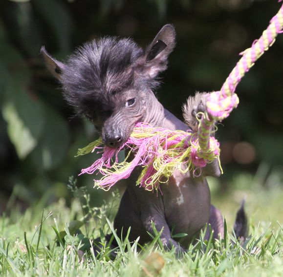 Black Pearl Quickly In Love