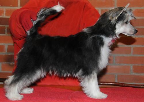 Sasquehanna (fci) Eliat