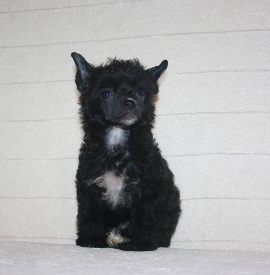 Charuyuschiy Soblazn Dorozhe Zolota