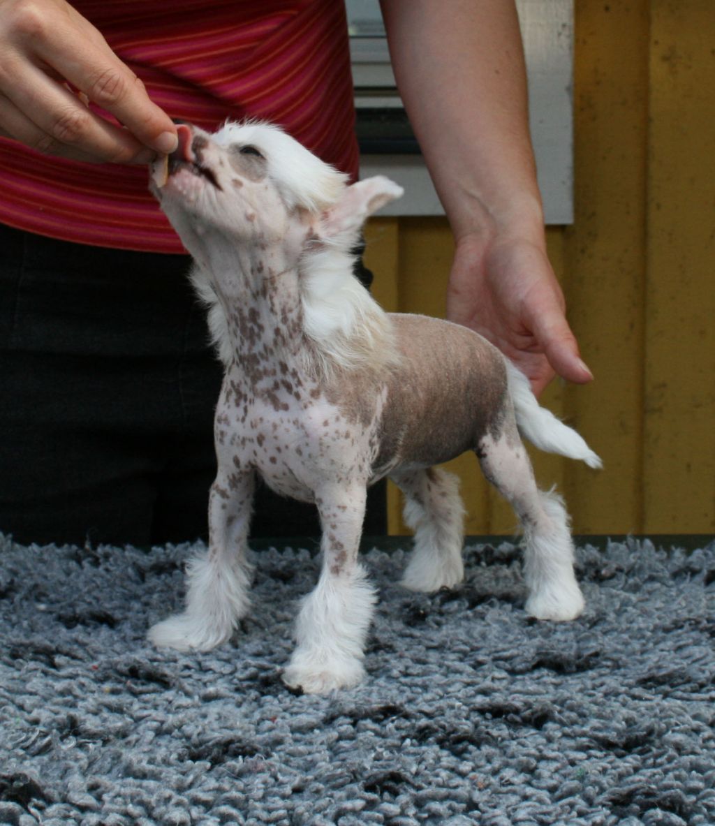 Proud Pony Ruby Lips