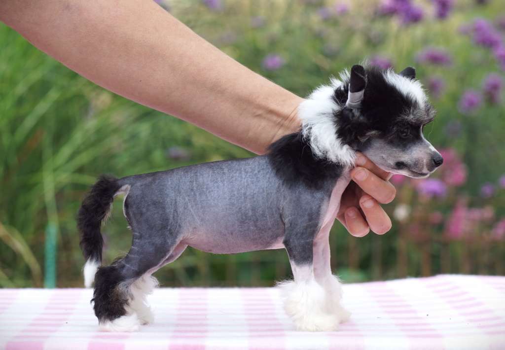 Forgotten Lullaby Heybett