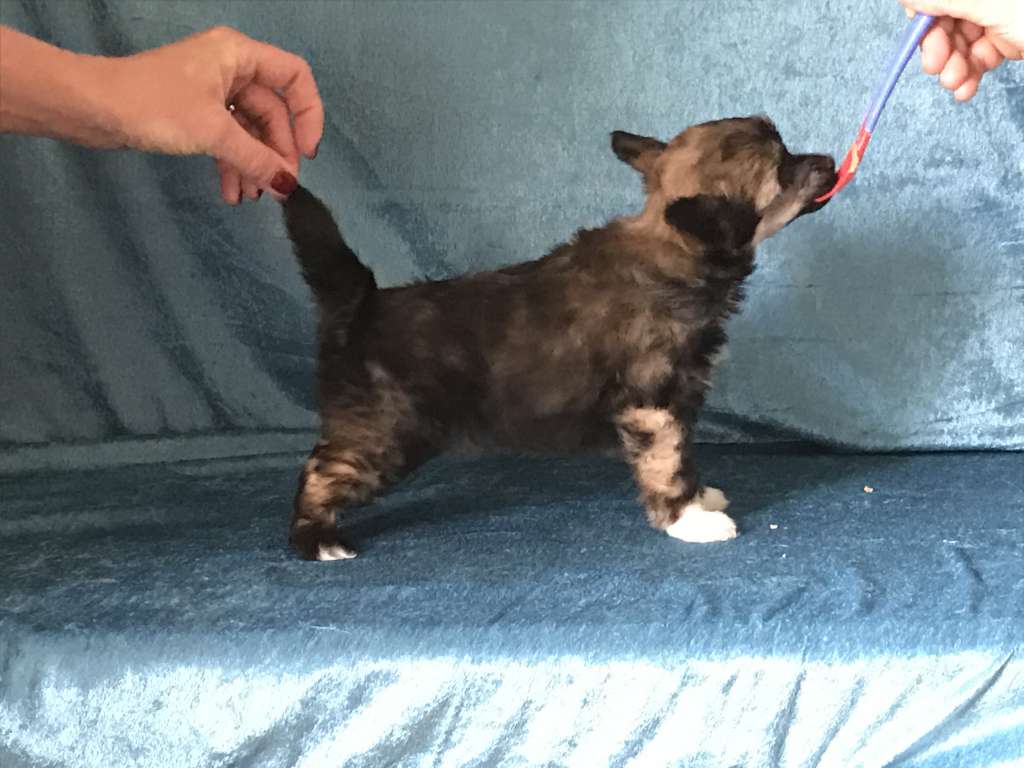 Nomilas God's Feeling