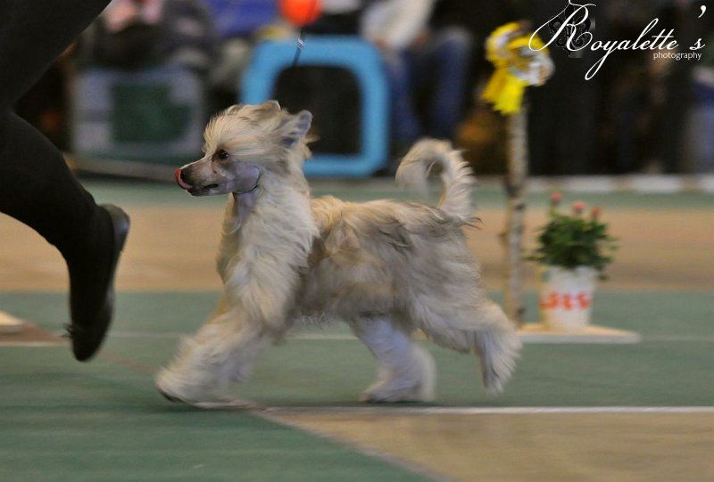 Aquacrest Min Syster Lejonhjärta