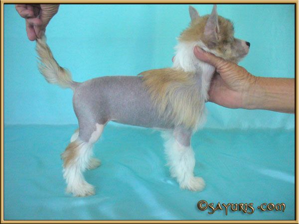 Sayuri's As Good As It Gets