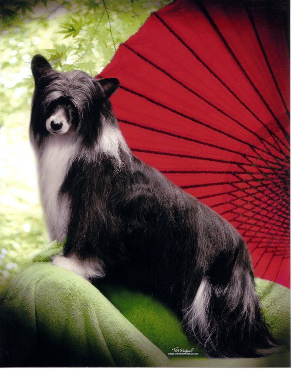 Shida The Black Orchid