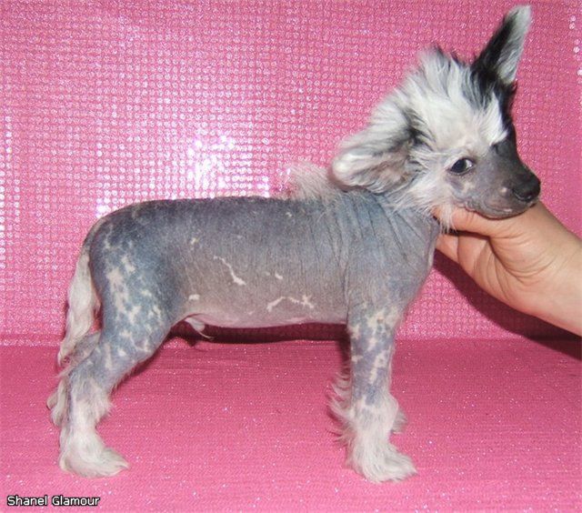 Shanel Glamour Liht Bluz