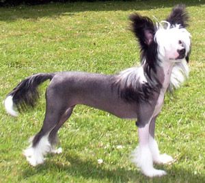 Galchris Lethal Design for Chinois