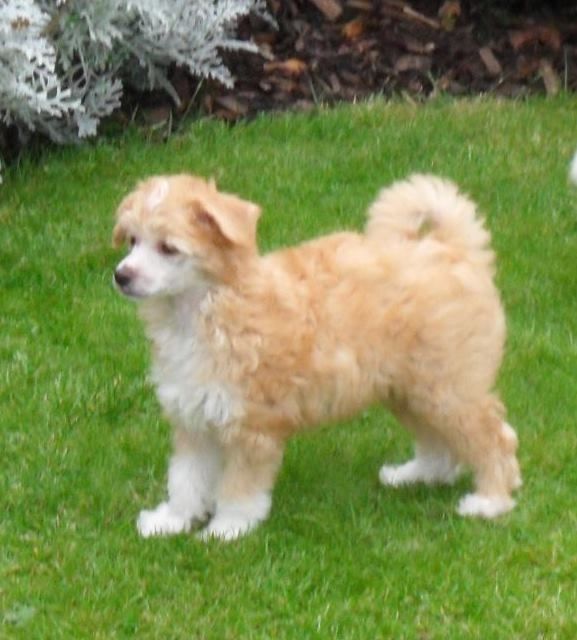 Gracemere's Ticket To Ride