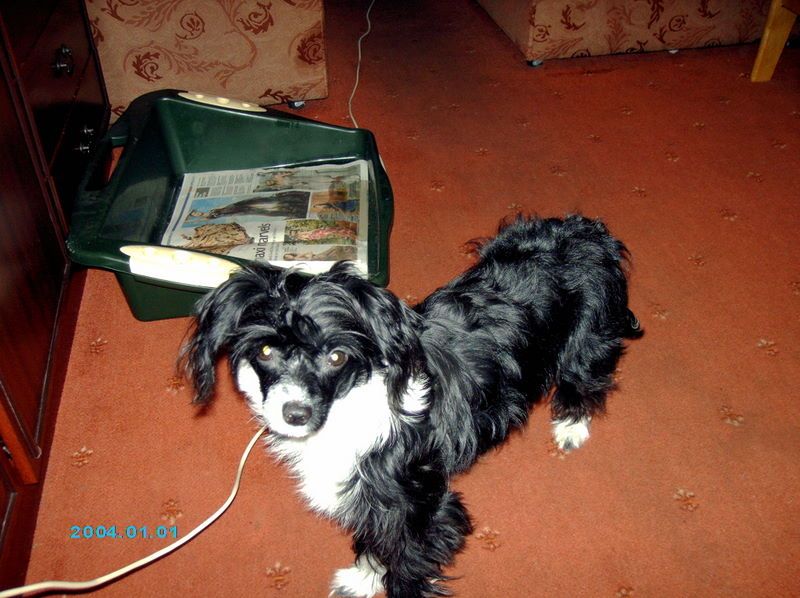 zerachiel sioux angel