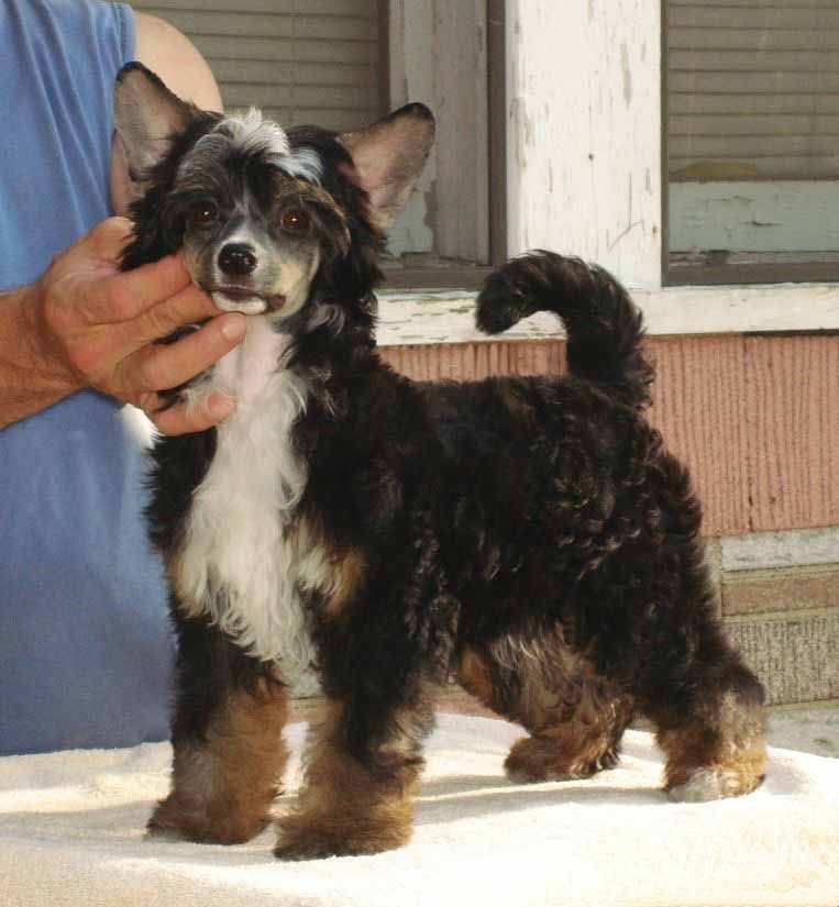 Andros Manila Of The Sun