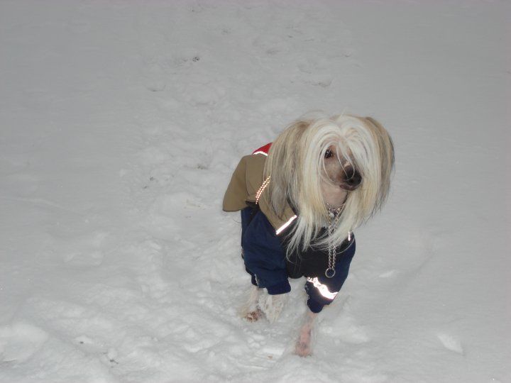 Ziglavys Petits-Choux