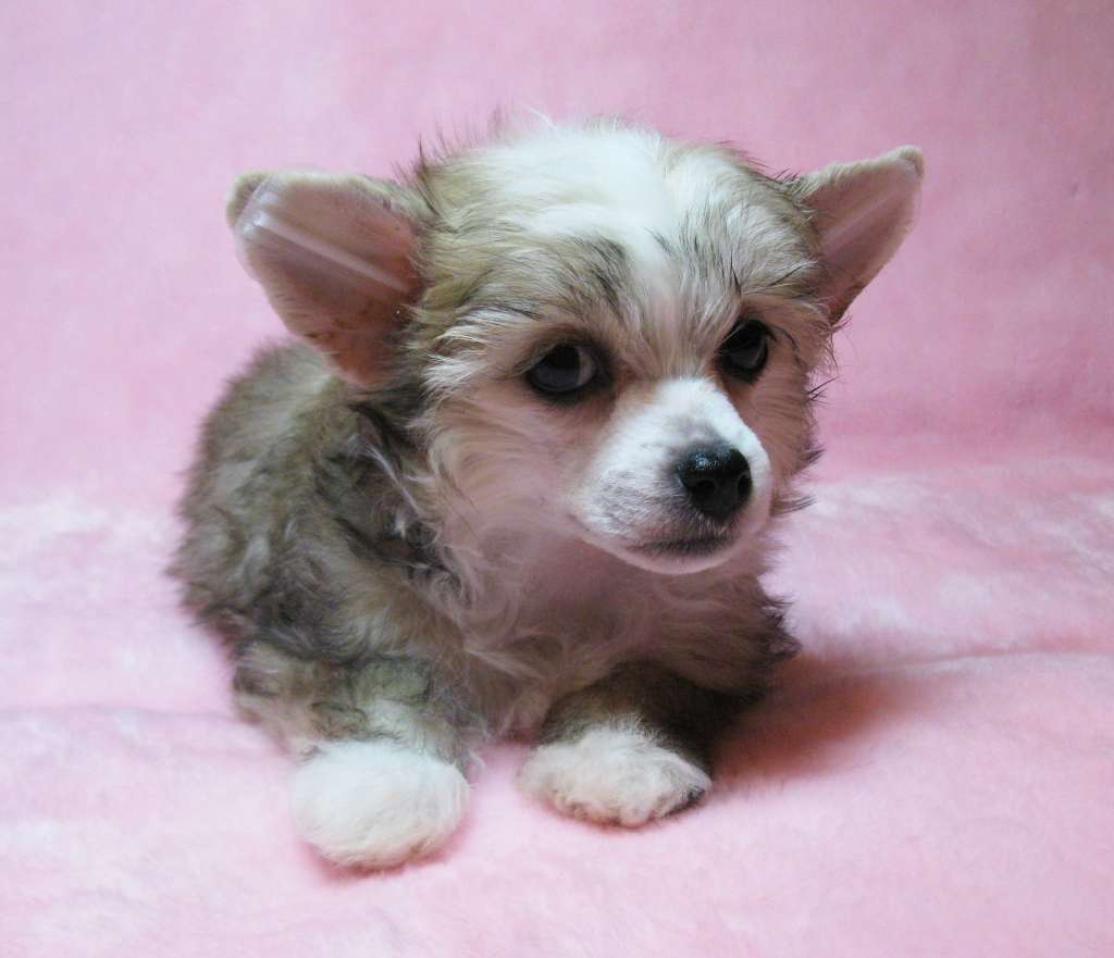 Muso Grazioso Meeka with Love