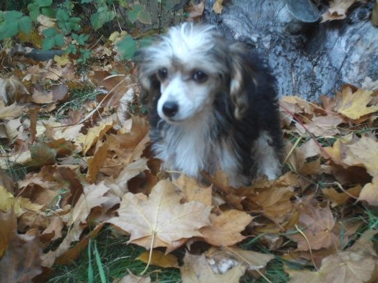 Ivre de Amour  Al Maarii Sapphire