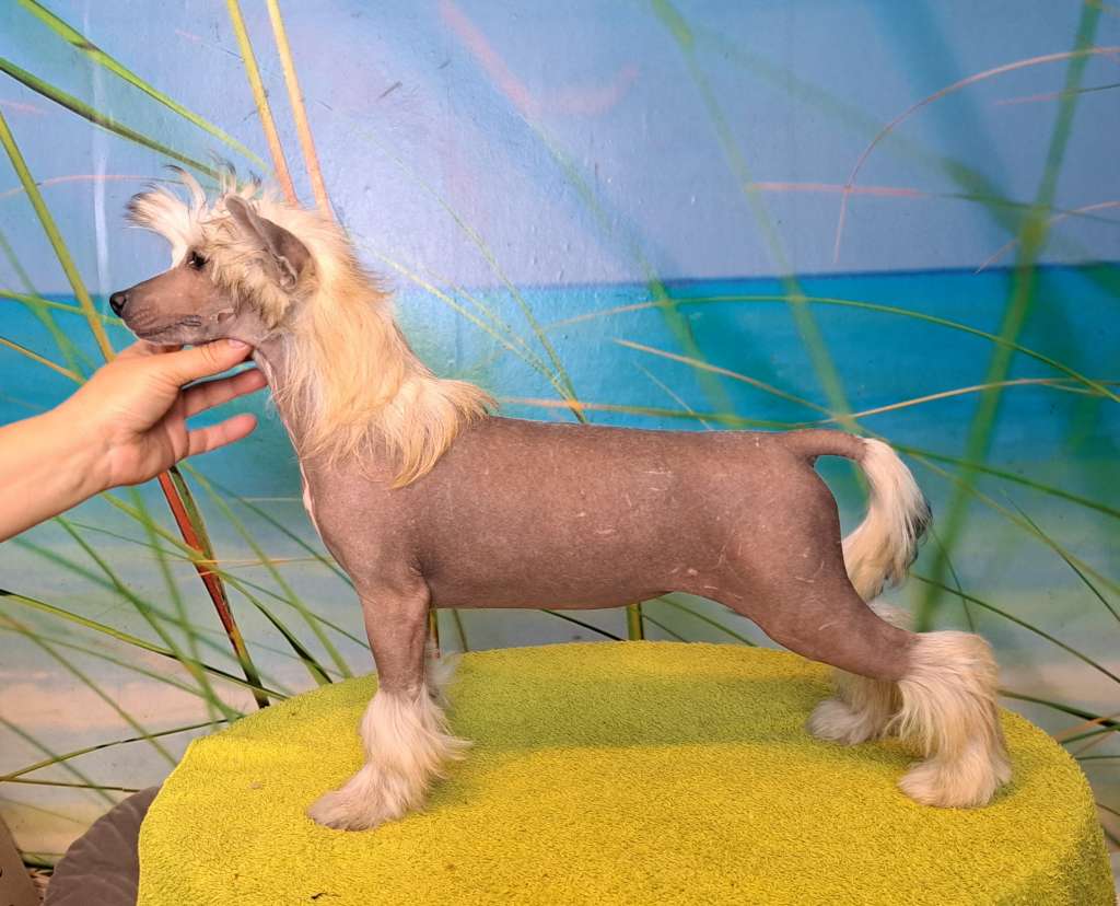 Syrenka Warszawska Sasimafci