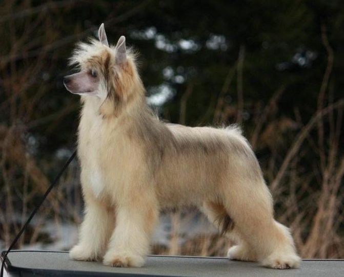 Pani Minister Next Germanika