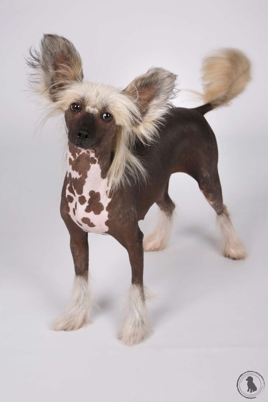 JCh. Zíngara De Almamasan