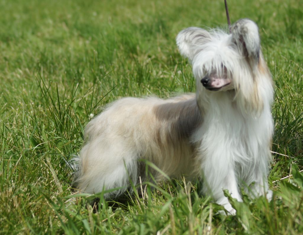 Moment of Glory Virginal Jazz