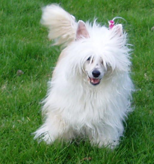 Shida Cayenne Pepper