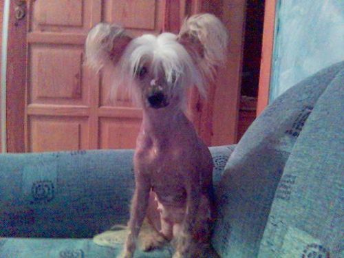 Finezja z Gangu Lysych