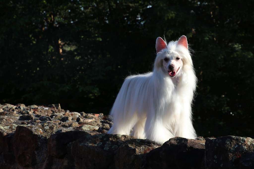 All The Stars Princes de la Roses