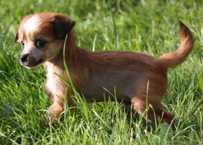 Veselaya Mozaika Veles