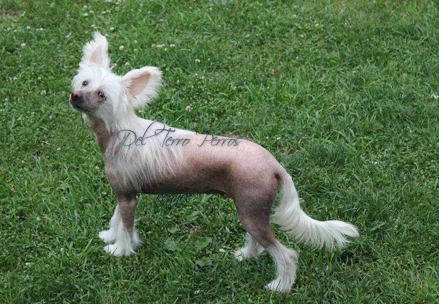 Del Terro Perros Vee Jay