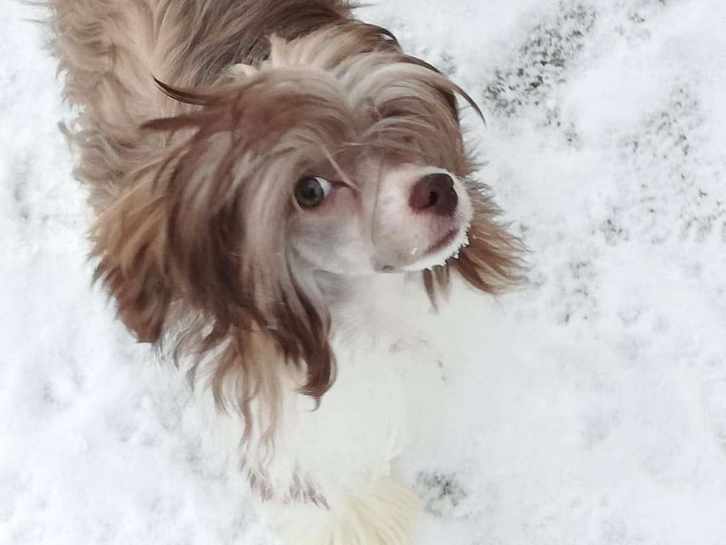 Grand Romantiq Zefir v Chocolade