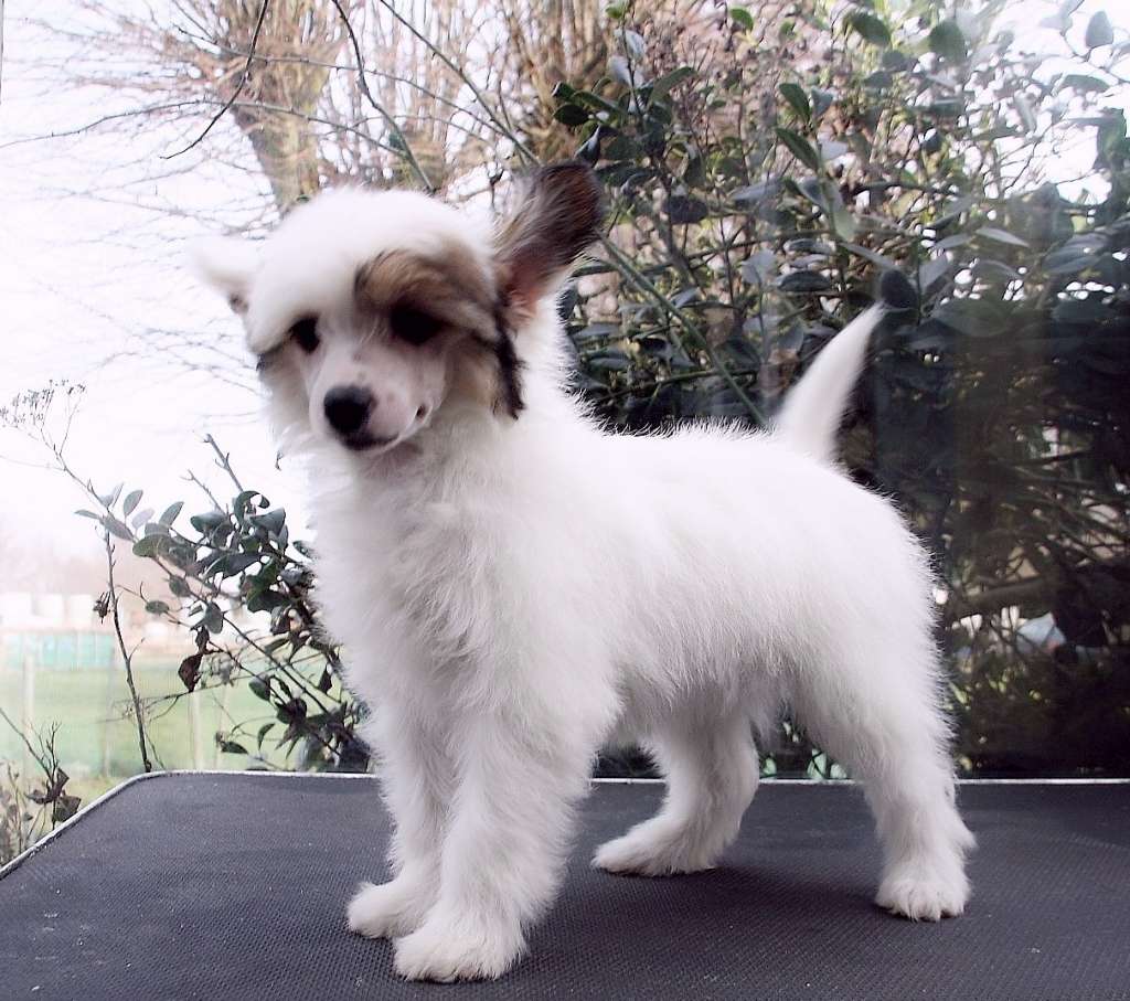 Be My Dog's Varlas Comic Illusion