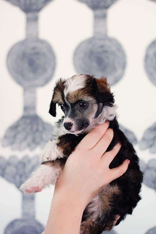 Lilla Wanillas Chasing Victory