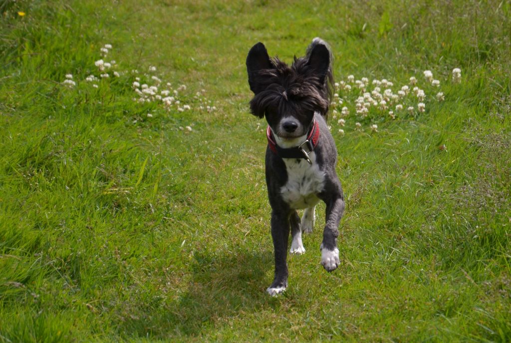 X-treme Classic von Shinbashi