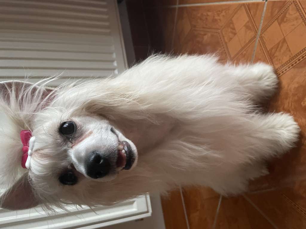 Daysha Disa Sweet Dream River