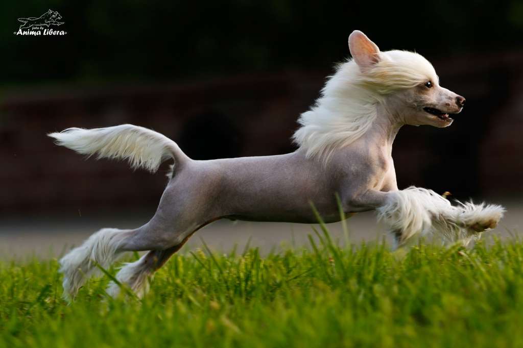 Sol'tanto Magic Smile