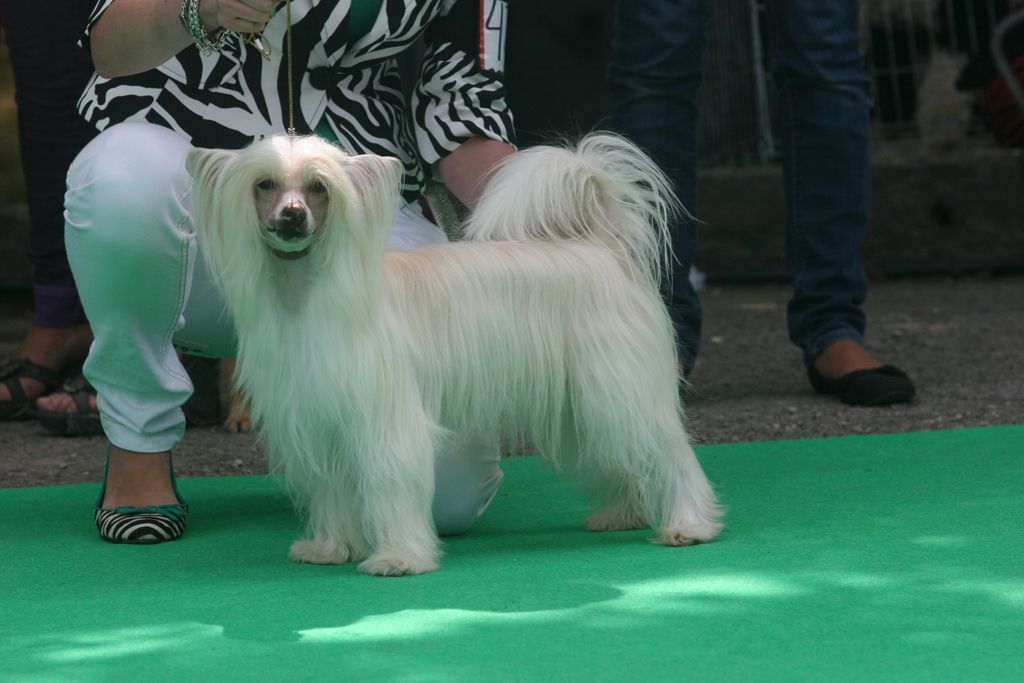 Naughty Ball of Hair de Almamasan