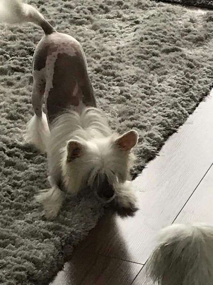 Coromar Catty Caramella