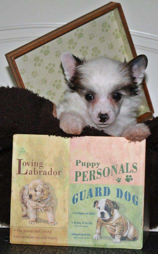 Viuvaun Hippulat Vinkuu