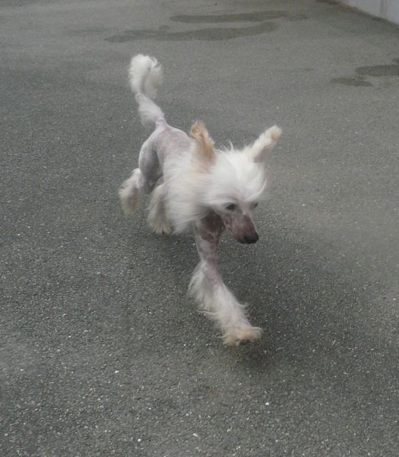 Subway Google Genius