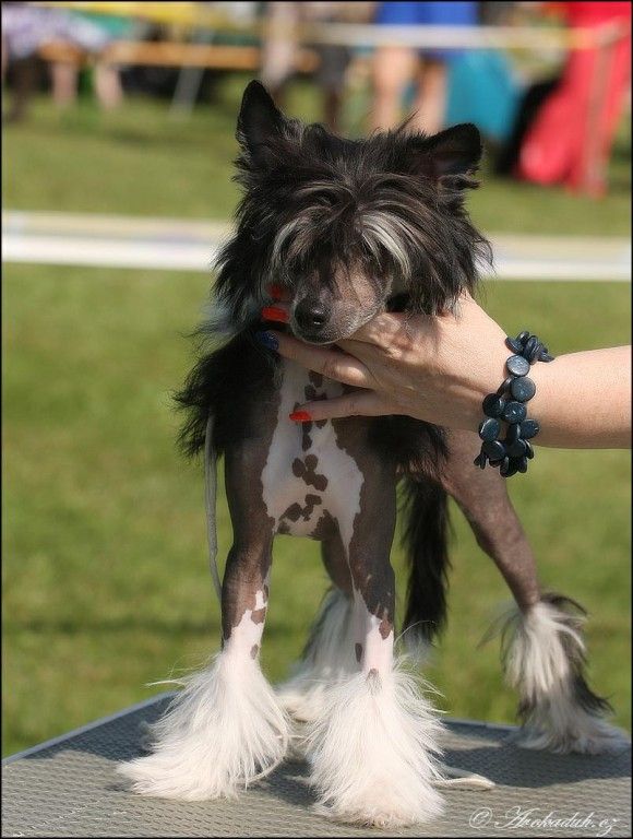 Adnan Akbar Od Sisaku