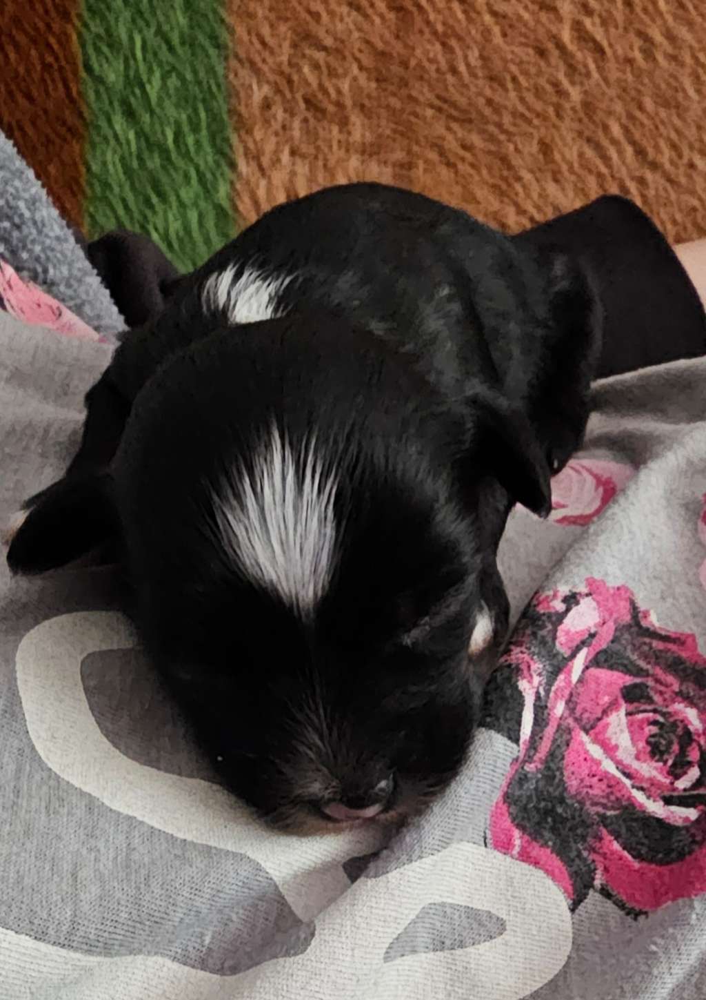 Orion Gintaro Magija