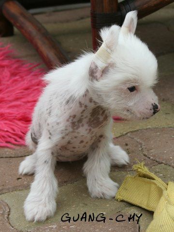 guang-chy du pavé de varennes