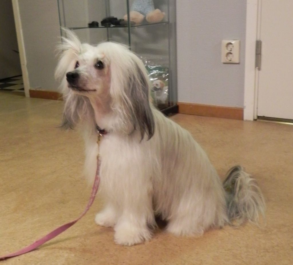 Amazing Friend's D'glamour doll